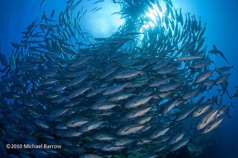 Bohol Scuba Diving